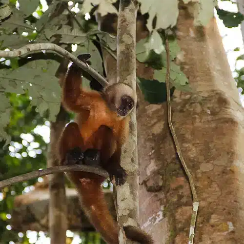 TARAPOTO AVENTURERO – (5D/4N) - Imagen 3